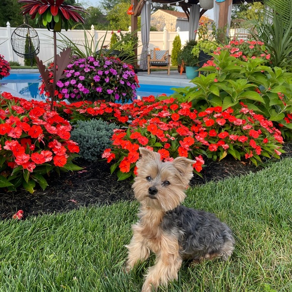 Meet your Posher, Gina - Picture 4 of 4